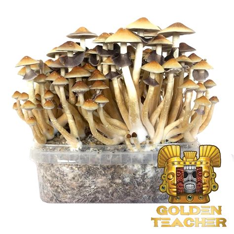 Magic mushroom kit ebay